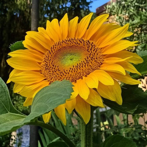 Girasole gigante 30 - gigante, –