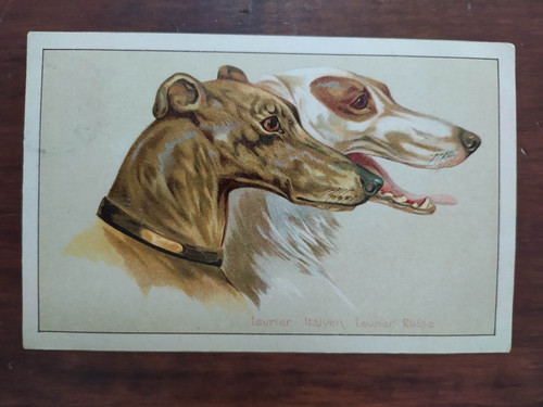 9963 cartolina cani levriero - cani,