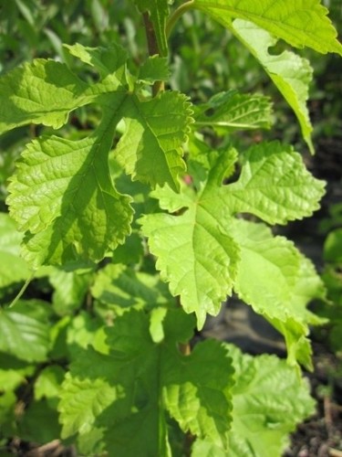 Morus nigra gelso nero - nero,