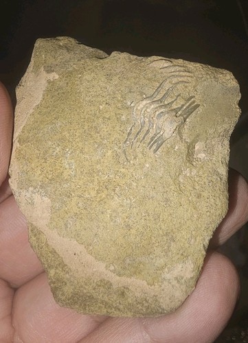 Incomplete trilobite within - trilobite,