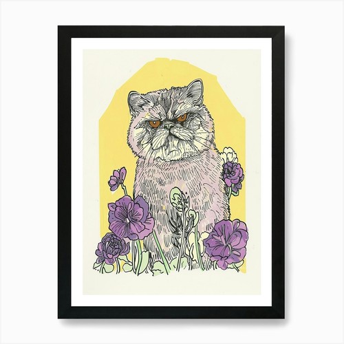 Carino gatto esotico - , a