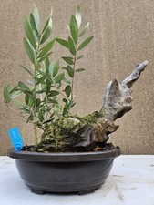 Old European Olive Bonsai