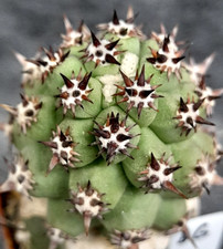 ECHINOCEREUS BRANDEGEGEEI