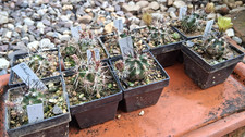 Pezzi echinocereus davisii - pezzi,