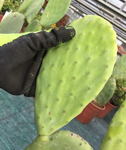 Pala opuntia ficus - 5x,