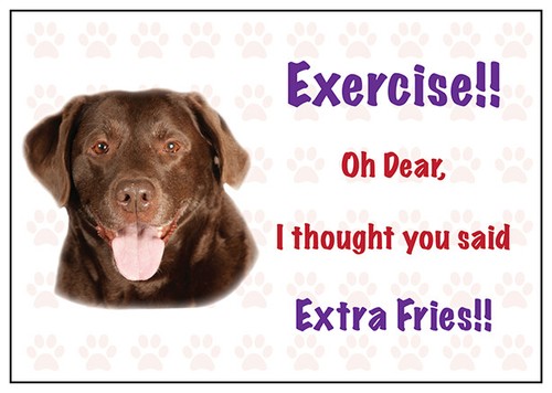 Funny chocolate labrador dog - chocolate,