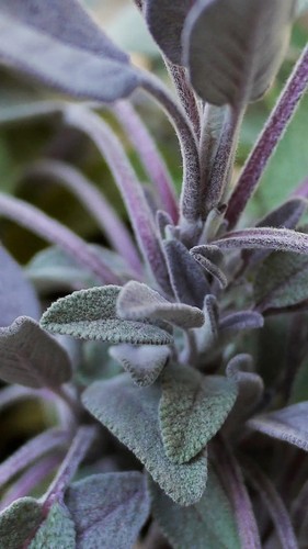 Pianta salvia purpurea vaso - pianta,
