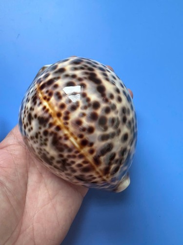 110 cypraea tigris - |,