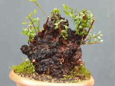 Bonsai mirto selvatico 30x27cm - bonsai,