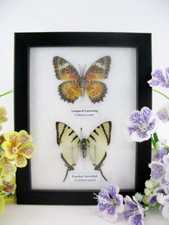 2 farfalle vere, imbottite