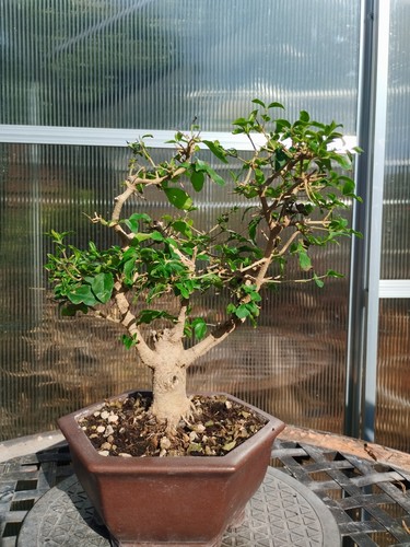 Bonsai lugustrun - di,