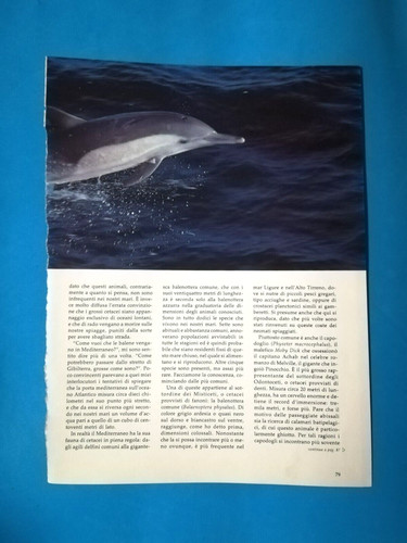 Clipping giornale delfino - clipping,