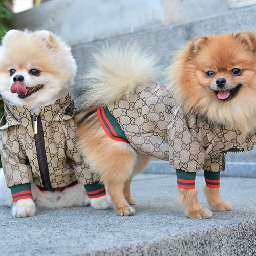 Carino elegante animale