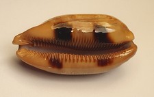 Cypraea argus mm nice - mm,