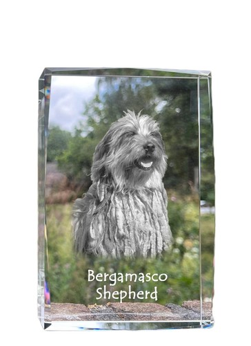 Cane pastore bergamasco - pastore,
