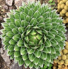 Agave victoriae reginae clone