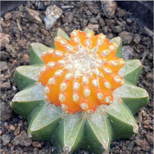 Discocactus horstii cactus - discocactus,