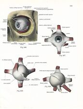 Stampa antica ANATOMIA dell' OCCHIO oculista medicina Sobotta 1931 Antique print