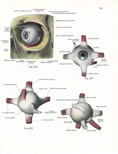 Stampa antica anatomia dell - antica, dell'