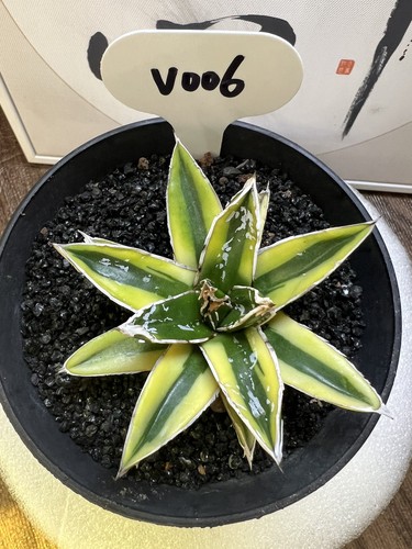 1pcs 2cm cactus pianta - 8,2cm,