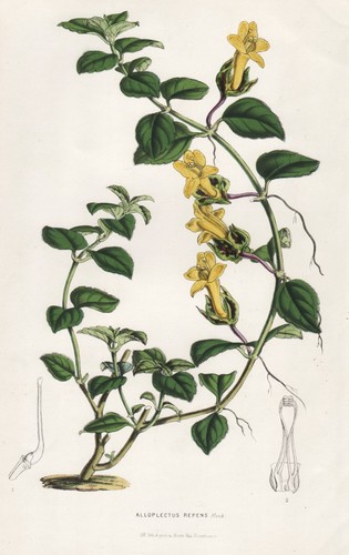 Alloplectus repens messico - repens,