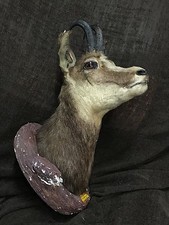 Trofeo testa di camoscio