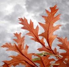 Quercus texana 'NEW MADRID' -