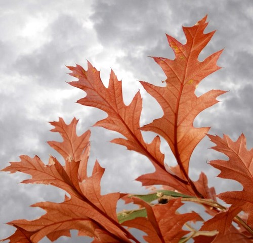 Quercus texana new madrid - quercus, 'new