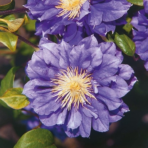 Clematis kiri kanawa - te,