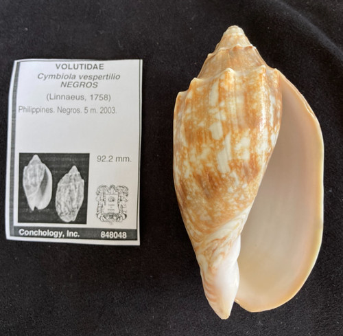 Volutidae cymbiola vespertilio - cymbiola,