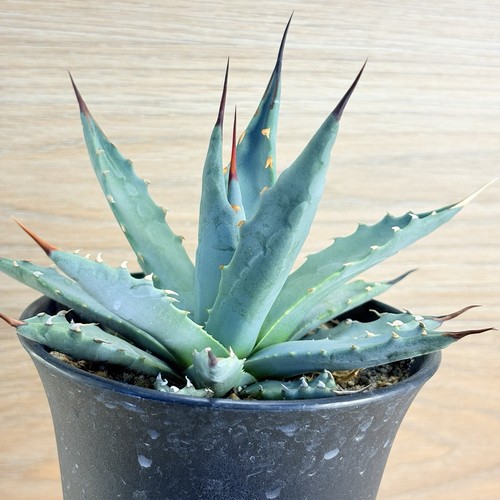 Agave utahensis pot - utahensis,