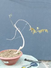 Bonsai di Glicine 50x30cm In