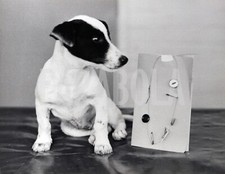 Foto Vintage Animali Domestici Cani Jack Russell Terrier stampa 24x20 cm