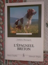 L'épagneul breton.Piccolo
