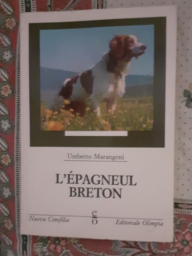 épagneul breton piccolo - l'épagneul, breton.piccolo