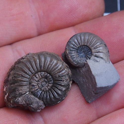 Lotto pezzi pleuroceras - 2,
