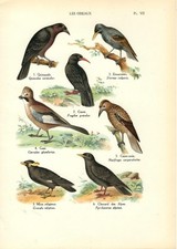 Stampa antica UCCELLI STORNO