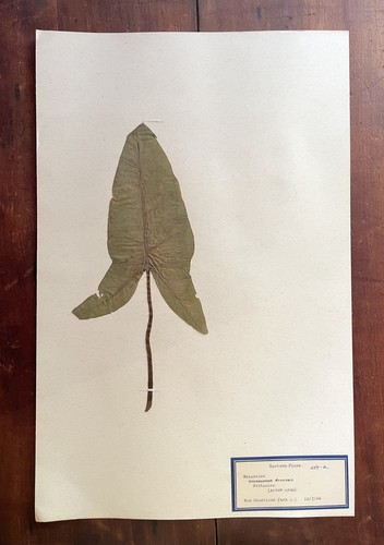 Antique herbarium pressed - antique,
