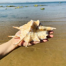 Naturale Seven Angolo Di