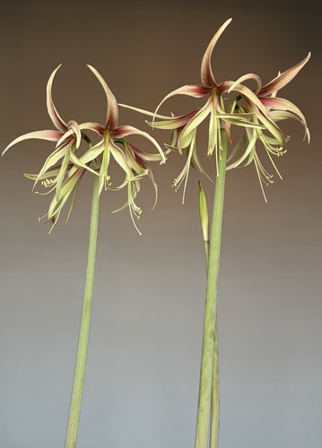 Hippeastrum tarantula pink - x,