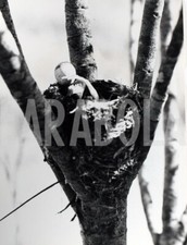Foto vintage , Australia, La