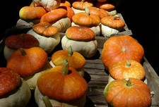 15 semi TURBANTE ZUCCA + OMAGGIO