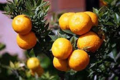 Pianta chinotto citrus - pianta,