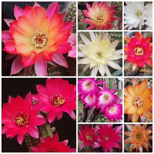 100x pcs chamaecereus hybrid - pcs,