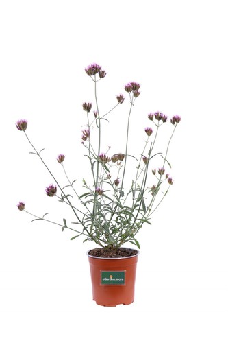 Pianta verbena bonariensis - di,