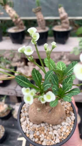 Euphorbia rossii ceppo maturo