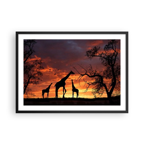 Poster 70x50cm giraffa africa - 70x50cm,