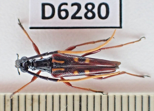 D6280 insetti cerambycidae - d6280., insetti,