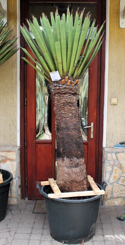 Yucca faxoniana dal messico - faxoniana,