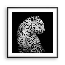 Poster 50x50cm Leopardo